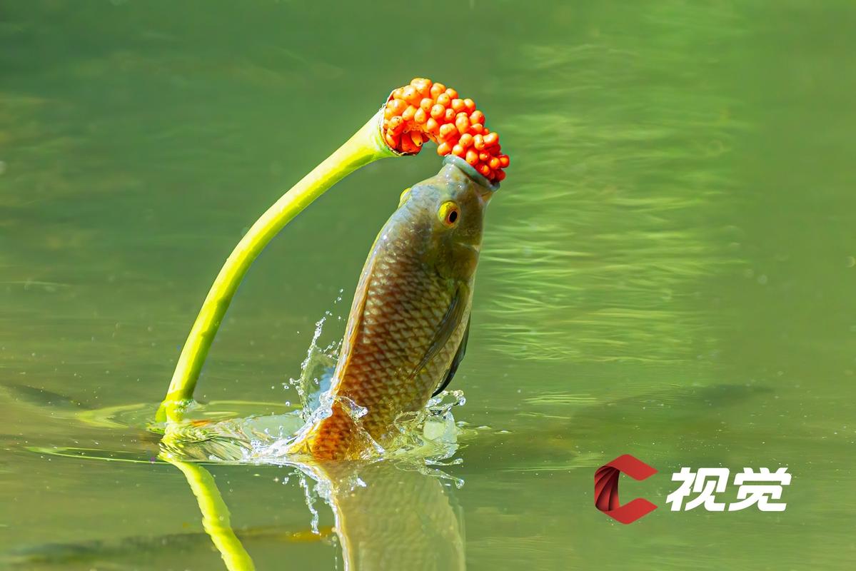 丨罗非鱼飞身啃红果 镜头定格超萌 "干饭"